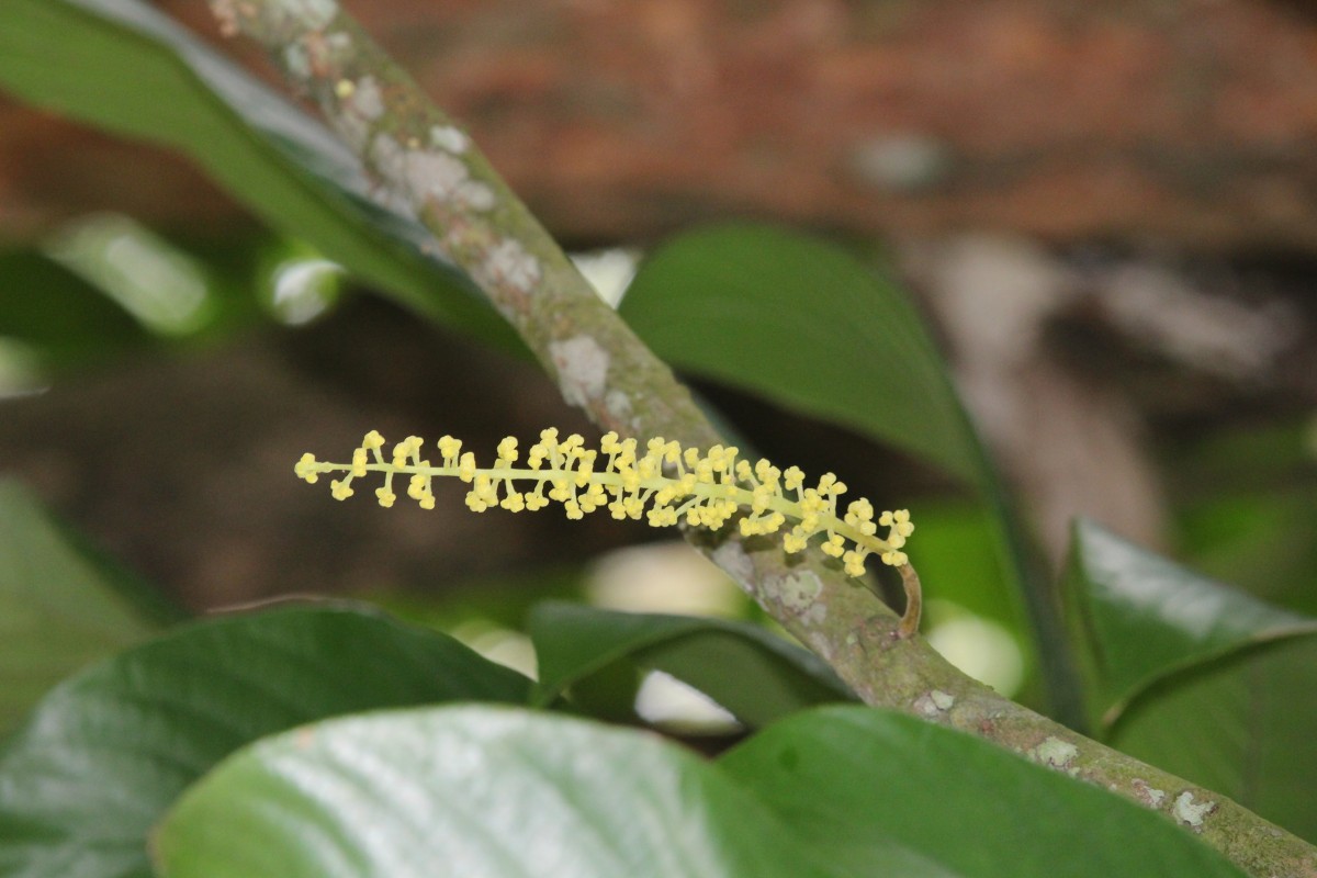 Baccaurea motleyana (Müll.Arg.) Müll.Arg.